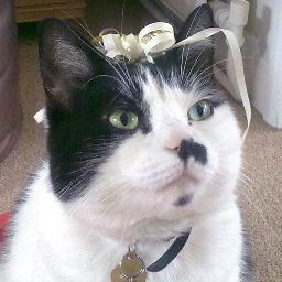 RoxyPostcards's profile picture. Follow the (very) tall tales of Roxy, a kitty with attitude! Now wanted for questioning in 53 countries. 'Postcards From My Cat' available soon.