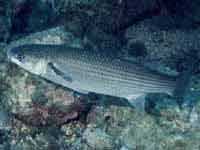 Mujolet's profile picture. Surcador d'assarbs