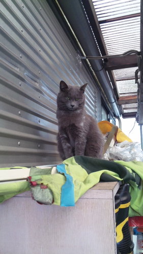 のすけ ぬえこどり Nosukesan Twitter