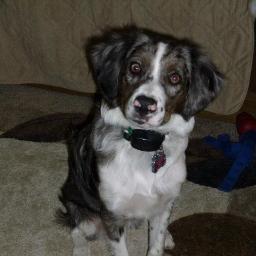 stcoblitz's profile picture. 