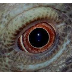 MonitorLizard2's profile picture. 