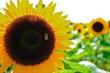 mariamakasrt's profile picture. i am Nicholas cage and i will eat ur fetus