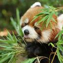 Adrienne Chan - @adriennechan - Twitter