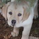 Lori Heffner DeLong - @lhdelong - Twitter