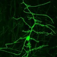Krasnow Institute (@gmukias) 's Twitter Profile