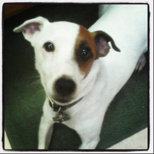 ChaseTheJRT's profile picture. I'm just your average Jack Russell Terrior! I can be energetic, but I do love to lay around with my owners. I'm also kind of a chow hound... got any treats?!