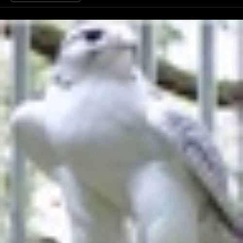 meshal_alenzi12 Profile Picture