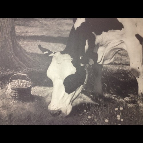 milkisus's profile picture. Fourth generation dairy farm started in 1917, by my great grandfather Ira. Currently raising the fifth generation, proud of what we do and the milk we create.