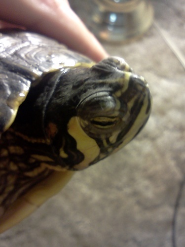 LamboTheTurtle's profile picture. i like to just chill up in my mommy's room, ya know? Planning to take over the world. My hero in life is the Teenage Mutant Ninja Turtle with attitude, Raphael.