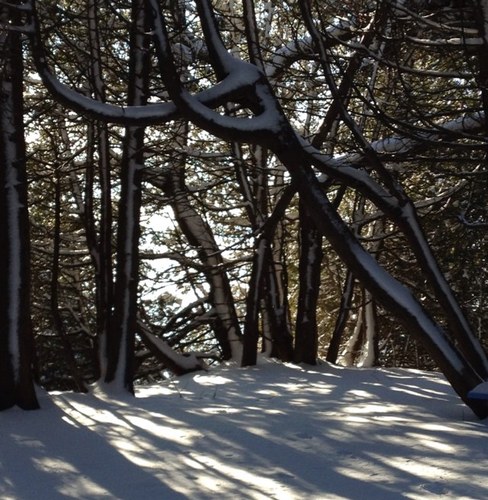 Mz_Berg's profile picture. 