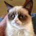 Grumpy Cat (@__grumpycat) Twitter profile photo Grumpy Cat (@__grumpycat) Twitter profile photo