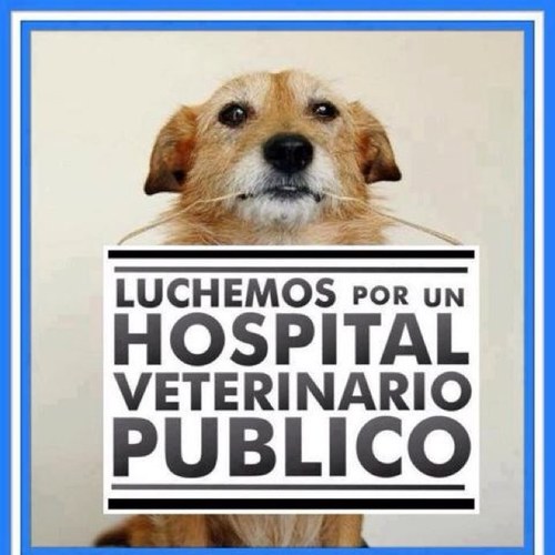 Médico Veterinario U. Chile Especialista en Medicina Interna de Animales Pequeños EMAP U. Chile. y Magíster en Cs. Médico Veterinarias mención Medicina UST.