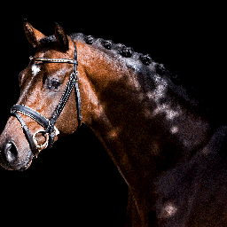 LGSporthorses's profile picture. Young horse trainers and breeders. Love horses love life    Oh yes and the odd Chinese Take away!