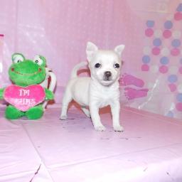 Chihuababies2's profile picture. 