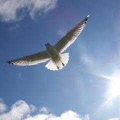 DR_Hossam1 Profile Picture