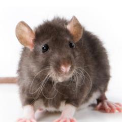 Ratatooey Profile Picture