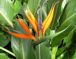 Truth is the secret of eloquence and of virtue the basis of moral authority it is the highest summit of art and life.