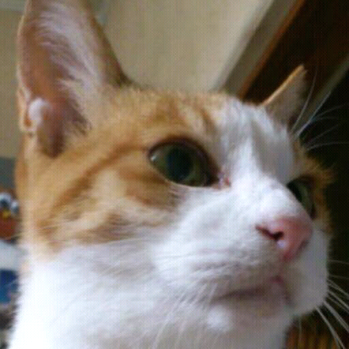 aki20130801's profile picture. 三毛猫アキと茨城県で暮らしています。