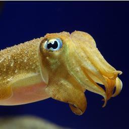 Most Honorable Cuttlefish wish only to share happy learning of sea.  Good knowledge of sea friends here.
