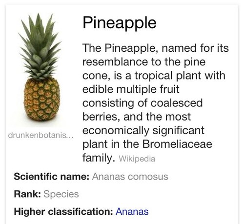 @pineapplesgal
