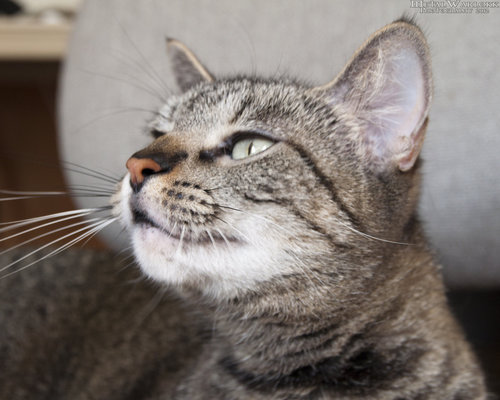 QuotesFromKP's profile picture. 'You need a kirstvacation. My [twitter] has all your hummus needs.'