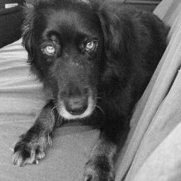 Inquiring and politically active - on the web and off - and an ANIPAL