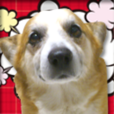 Kojikojiisland 迷子がとても多く公示だけで犬16頭 負傷している子猫1匹が収容されています 県外の方でも里親になれます 犬 T Co Reqdkkllob 猫 T Co Uor3qctrhw 保健所収容 犬 子犬 猫 子猫 雑種犬 ミックス犬 中型犬