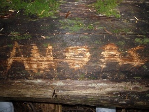 AlecM125's profile picture. Love my wife, football, and guns.