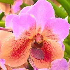 SumidaNursery's profile picture. Just trying something out here.