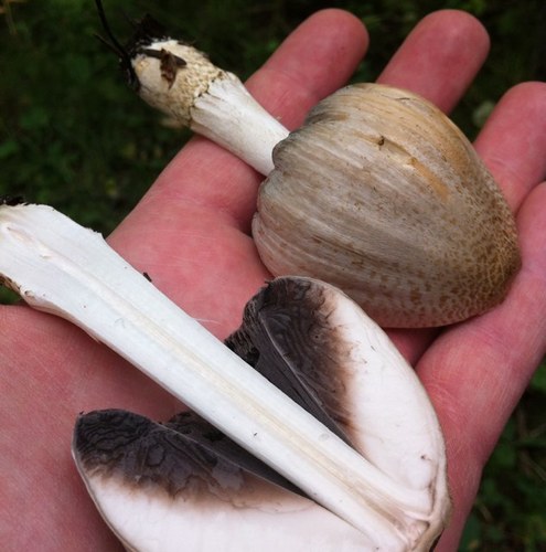 New Earth Organics - offering Wild/Organic Superfoods, Mushrooms, & Herbs.. ‘Three Treasure Tonic Herbalism’