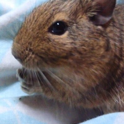 パピコ