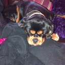 olivia nolan - @olivianolan02 - Twitter