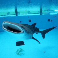 神奈川県【八景島シーパラダイス】 記念メダル | 記念メダル図鑑