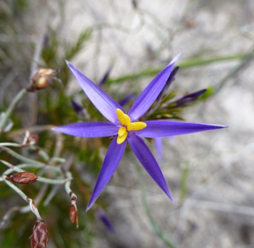 Freya Thomas Profile