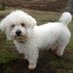 Profile Picture of Snowie (Gerry's Dog) (@SnowieAdams) on Twitter