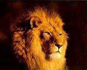 Reggae life 24/7