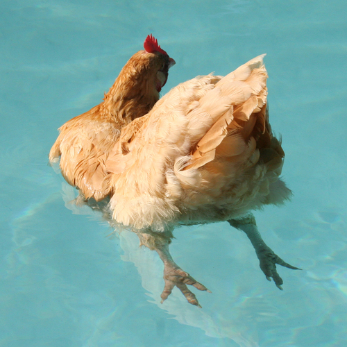 FeltFarm's profile picture. I'm always making somethin'