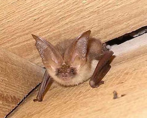 Undertaking bat surveys across Cornwall and the South West - anything batty we do!