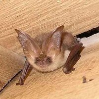Bats Cornwall (@batbarnowl) 's Twitter Profile