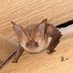 Bats Cornwall (@batbarnowl) Twitter profile photo Bats Cornwall (@batbarnowl) Twitter profile photo