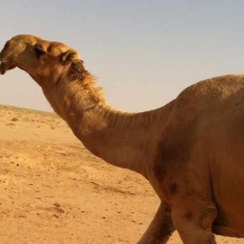 sultan791's profile picture. 