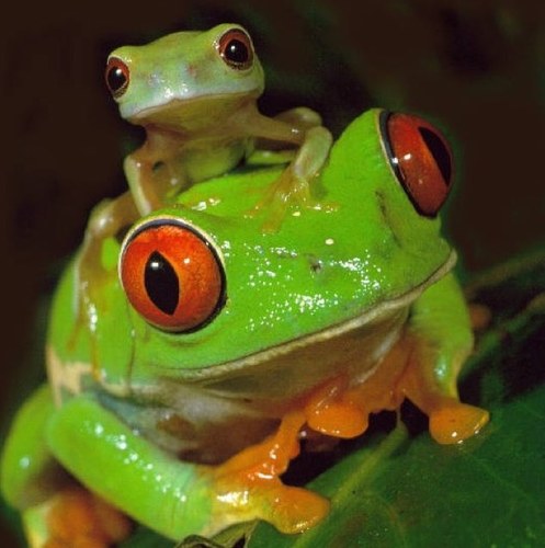 Hyla_japonica_'s profile picture. 