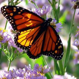 tamsimam's profile picture. 