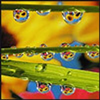 dosovuci (@dosovuci) 's Twitter Profile