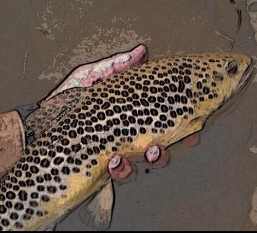 Fishing tips, quotes, and much more