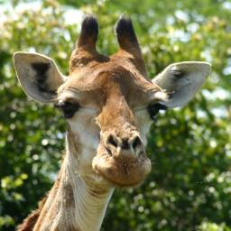 A South Africa safari holiday can be one of the best experiences of your life & Africa is one of the best honeymoon destinations in the world!