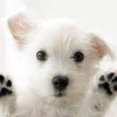 cil_se's profile picture. artık işin hobi kısmının o kadar cılkı çıkmıştır ki fotoğrafçılar bile kendi mesleklerini icra etmemektedir genelde.