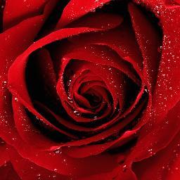 Sally_Ganoe's profile picture. 