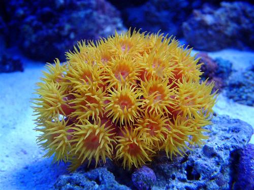 reeftweets's profile picture. 