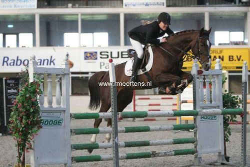 7 dagen per week paarden trainen/africhten